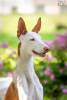 Photo №2 to announcement № 91256 for the sale of ibizan hound - buy in Russian Federation breeder