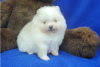 Additional photos: Cute Pomeranian puppies for free adoption