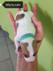 Photo №2 to announcement № 70383 for the sale of jack russell terrier - buy in Russian Federation private announcement