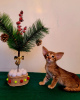 Photo №4. I will sell oriental shorthair in the city of Moore. private announcement - price - 911$