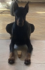 Photo №1. dobermann - for sale in the city of Tbilisi | 350$ | Announcement № 35913