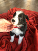 Photo №2 to announcement № 33276 for the sale of border collie - buy in Poland breeder