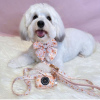 Photo №1. havanese dog - for sale in the city of Leipzig | 528$ | Announcement № 99417