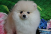Photo №1. pomeranian - for sale in the city of Москва | 456$ | Announcement № 41928