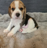 Photo №1. beagle - for sale in the city of Himanko | negotiated | Announcement № 54776