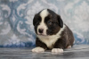 Photo №1. welsh corgi - for sale in the city of Kamenskoe | 1171$ | Announcement № 7960