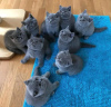 Photo №1. british shorthair - for sale in the city of Sydney Olympic Park | negotiated | Announcement № 71717