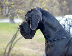 Photo №2 to announcement № 3322 for the sale of great dane - buy in Russian Federation from nursery