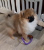 Photo №4. I will sell pomeranian in the city of Bucha. from nursery - price - 1000$