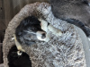 Photo №3. Two border collie puppies. United States