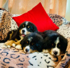 Photo №3. Cute Bernese Mountain puppies for free adoption. Germany