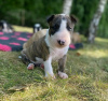 Photo №1. bull terrier - for sale in the city of Ljubljana | negotiated | Announcement № 117597