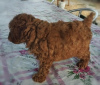 Photo №4. I will sell poodle (toy) in the city of Zrenjanin. breeder - price - negotiated