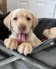 Photo №1. labrador retriever - for sale in the city of New York | 700$ | Announcement № 103382