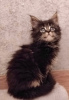Photo №1. maine coon - for sale in the city of Tallinn | 1057$ | Announcement № 93614