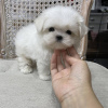 Photo №3. Very playful Maltese puppies. United States