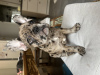 Photo №1. french bulldog - for sale in the city of Geneva | negotiated | Announcement № 95030