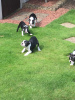 Photo №3. Adorable Boston Terrier Puppies for free adoption. Germany