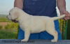 Additional photos: Labrador retrievers