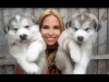 Photo №2 to announcement № 54775 for the sale of alaskan malamute - buy in Finland breeder