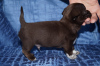 Photo №2 to announcement № 8642 for the sale of chihuahua - buy in Russian Federation from nursery
