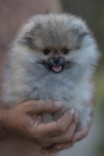 Photo №2 to announcement № 3196 for the sale of pomeranian - buy in Russian Federation 