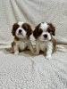 Photo №4. I will sell cavalier king charles spaniel in the city of Inđija. breeder - price - negotiated