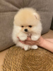 Photo №3. Pomeranian boy available for sale.. Germany