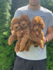 Photo №1. poodle (toy) - for sale in the city of Vilovo | negotiated | Announcement № 110713