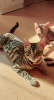 Photo №1. bengal cat - for sale in the city of Kiev | 177$ | Announcement № 77880