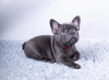 Photo №1. french bulldog - for sale in the city of Фредериксборг | 423$ | Announcement № 125655