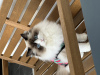 Photo №1. ragdoll - for sale in the city of Budapest | 1700$ | Announcement № 97159