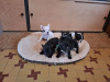 Photo №1. french bulldog - for sale in the city of Burgas | Is free | Announcement № 83732