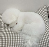 Photo №2 to announcement № 99419 for the sale of bichon frise - buy in Iceland private announcement, from nursery