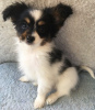 Photo №4. I will sell papillon dog in the city of Гауда. breeder - price - 317$