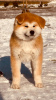 Photo №2 to announcement № 88921 for the sale of akita - buy in Serbia breeder