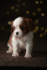 Photo №4. I will sell cavalier king charles spaniel in the city of Tallinn. from nursery, breeder - price - 3548$