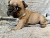 Additional photos: Adorable French Bulldog puppies