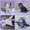 Photo №2 to announcement № 39002 for the sale of scottish fold - buy in Belarus private announcement
