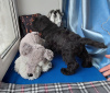Photo №2 to announcement № 92141 for the sale of schnauzer - buy in Russian Federation private announcement