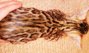 Photo №2 to announcement № 1786 for the sale of bengal cat - buy in Ukraine private announcement