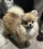 Photo №2 to announcement № 35652 for the sale of pomeranian - buy in Russian Federation private announcement