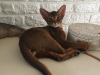 Photo №4. I will sell abyssinian cat in the city of Gomel. from nursery - price - Is free