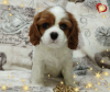 Additional photos: PROMISING GIRL Cavalier King Charles Spaniel