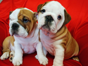 Photo №2 to announcement № 3624 for the sale of english bulldog - buy in Belarus breeder