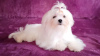 Photo №4. I will sell maltese dog in the city of Долинская. from nursery - price - negotiated