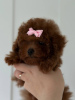 Photo №1. poodle (toy) - for sale in the city of Prague | 3170$ | Announcement № 44591