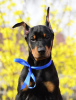 Additional photos: Doberman puppies