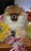 Photo №1. pomeranian - for sale in the city of Minsk | negotiated | Announcement № 8747