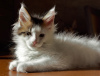 Photo №4. I will sell maine coon in the city of Sevastopol. from nursery - price - 384$
